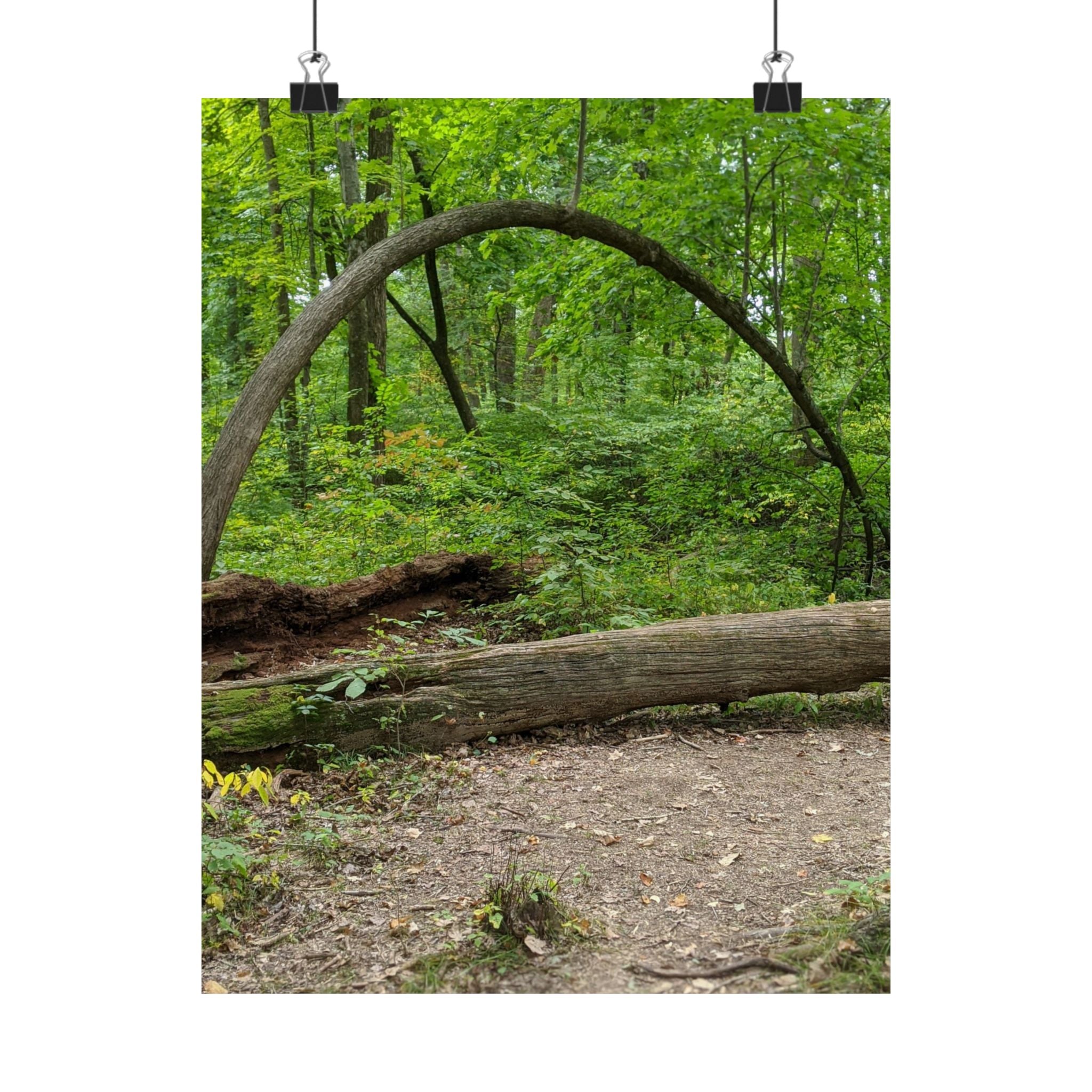 Forest Trail Matte Poster — Green Woodland Nature Photography