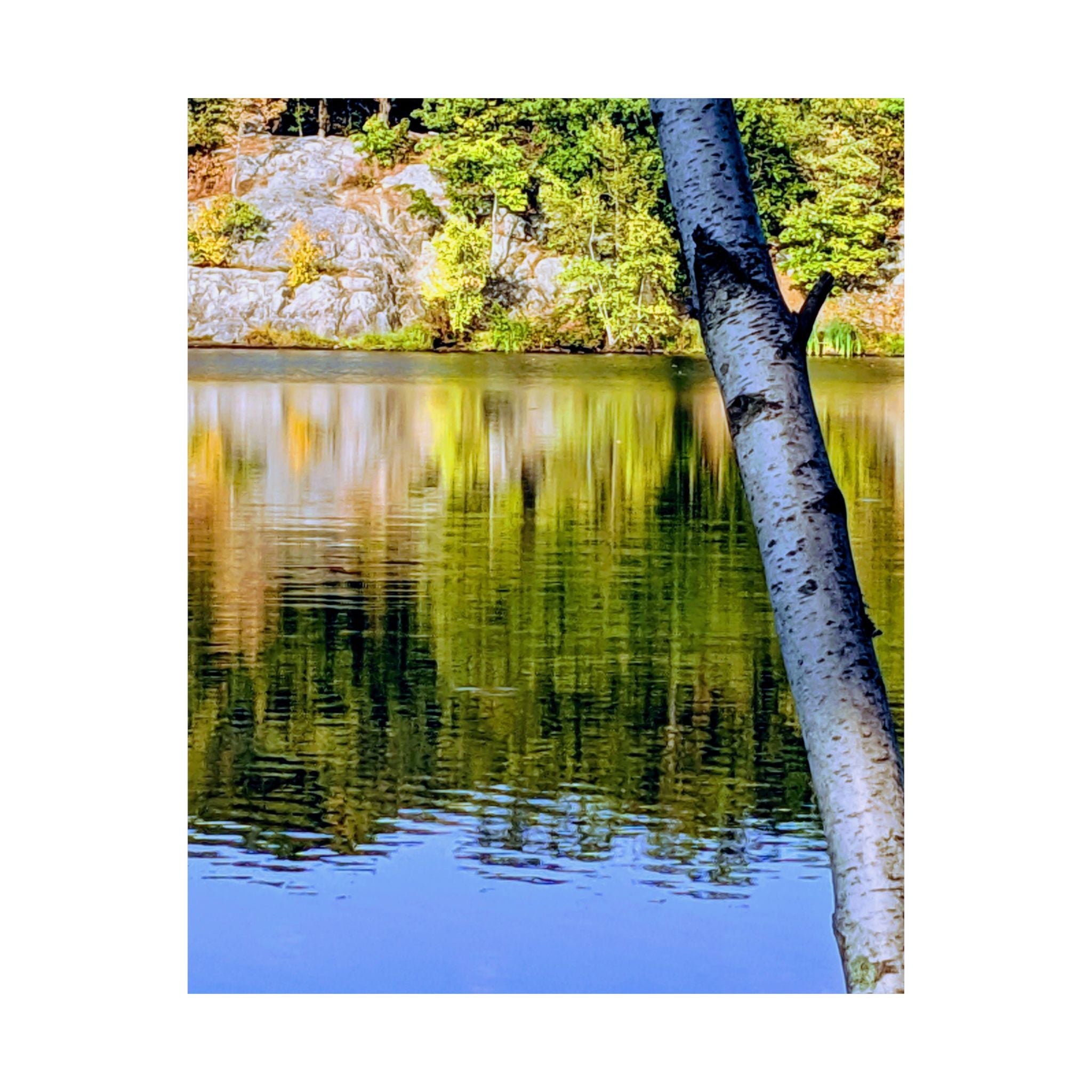 Birch Lake Reflection Matte Poster — Vertical Nature Wall Art