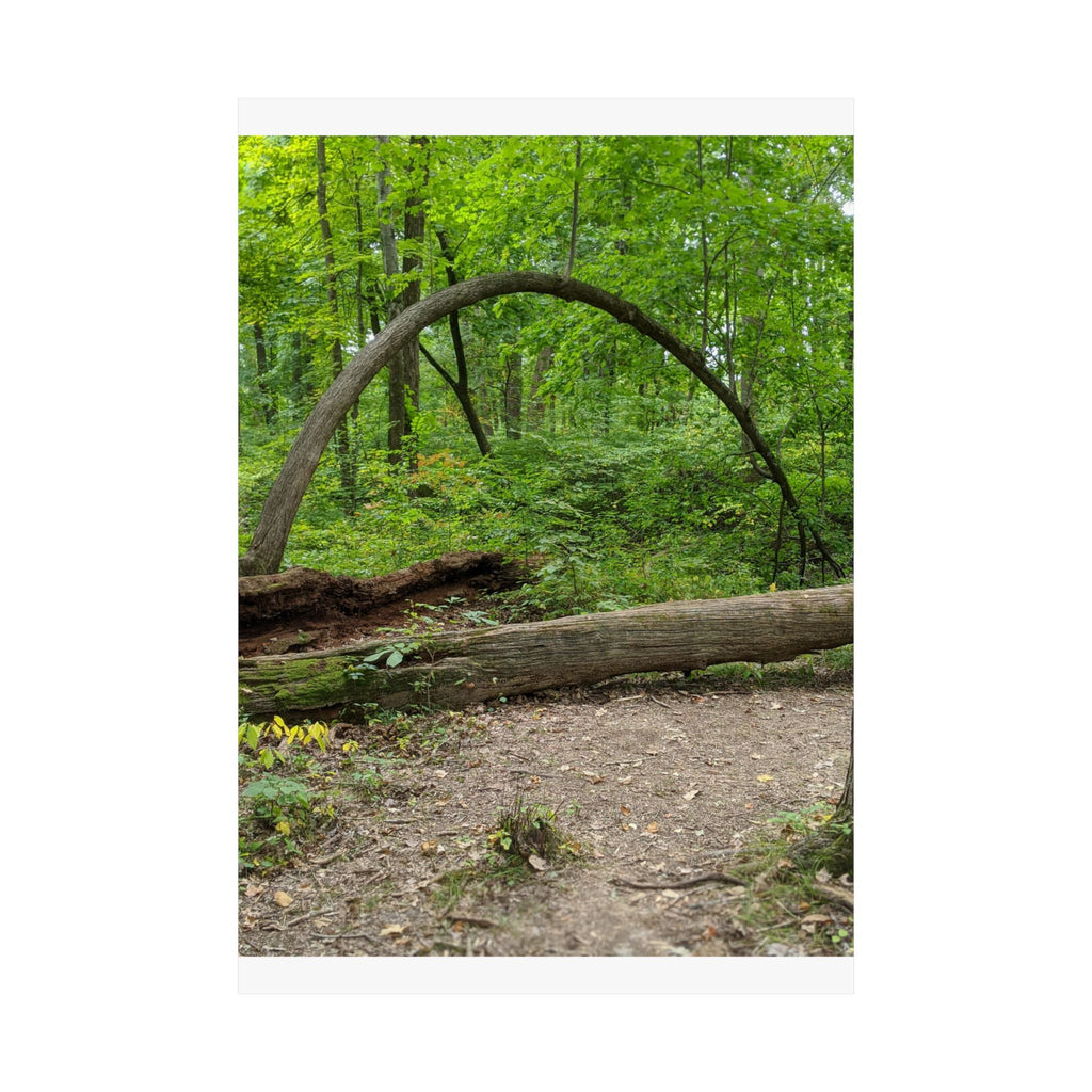 Forest Trail Matte Poster — Green Woodland Nature Photography