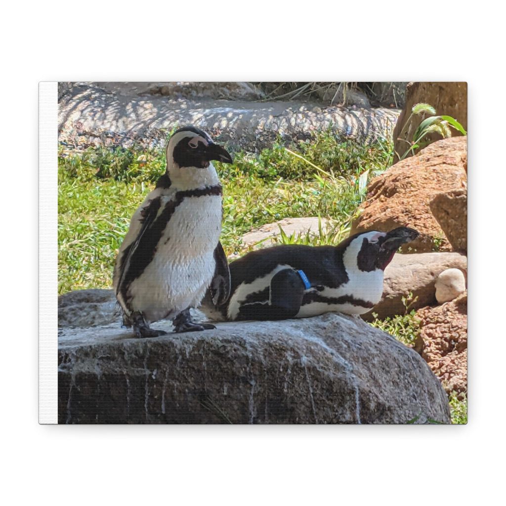 Penguin Pair Matte Canvas Print (Stretched 1.25")