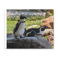 Penguin Pair Matte Canvas Print (Stretched 1.25")