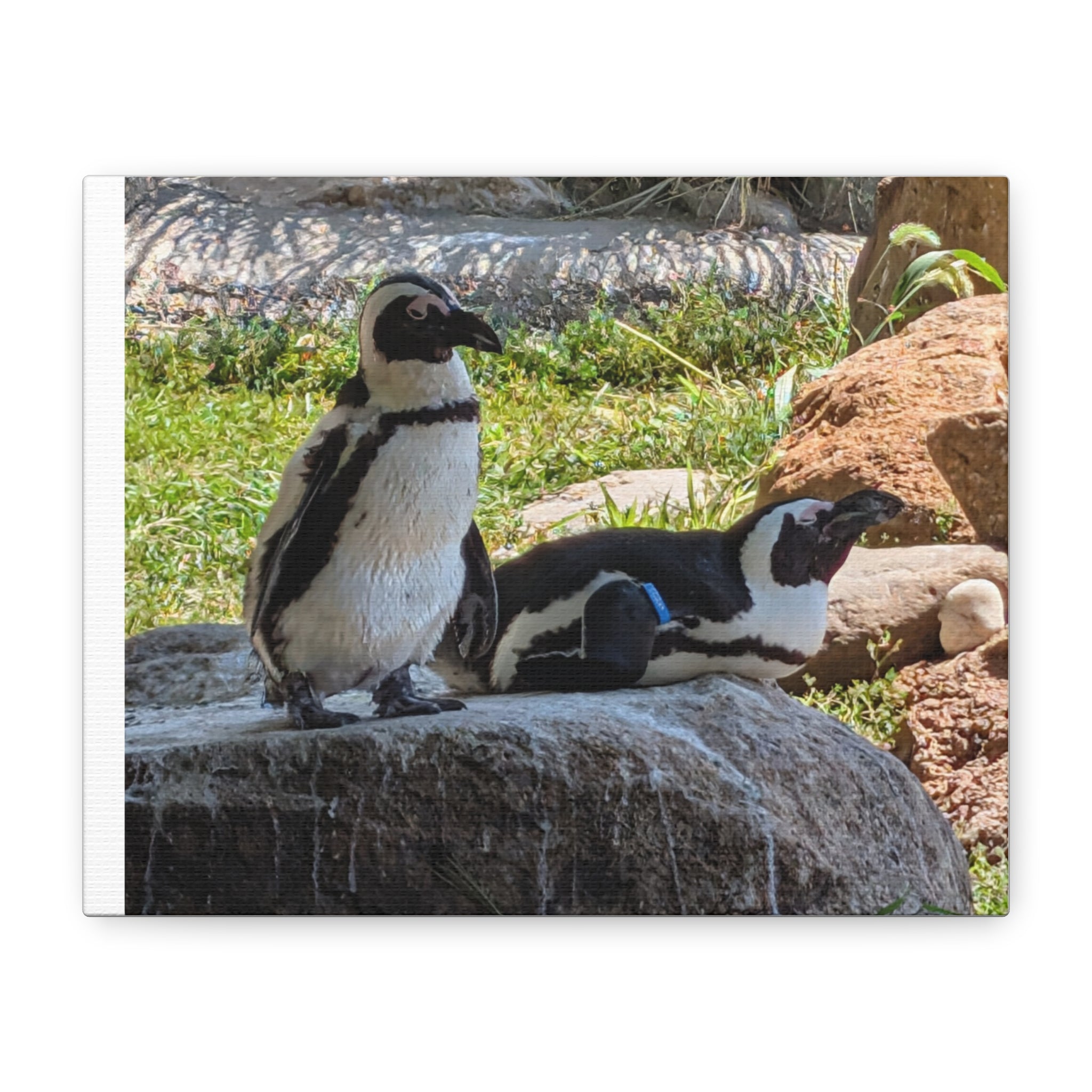 Penguin Pair Matte Canvas Print (Stretched 1.25")