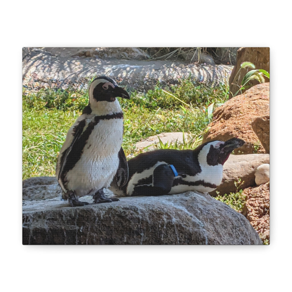 Penguin Pair Matte Canvas Print (Stretched 1.25")