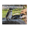 Penguin Pair Matte Canvas Print (Stretched 1.25")