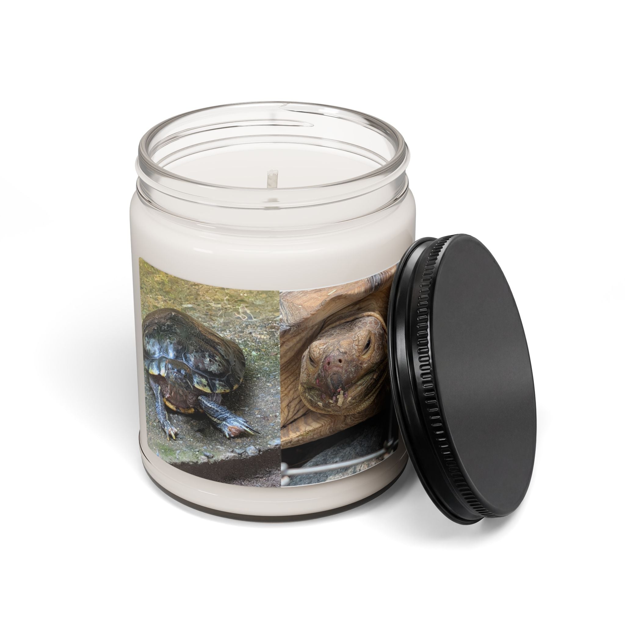 Turtle Photo Scented Soy Candle — Cute Tortoise Wildlife Photo, 9oz Hand-Poured Jar Candle, Turtle Lover Gift