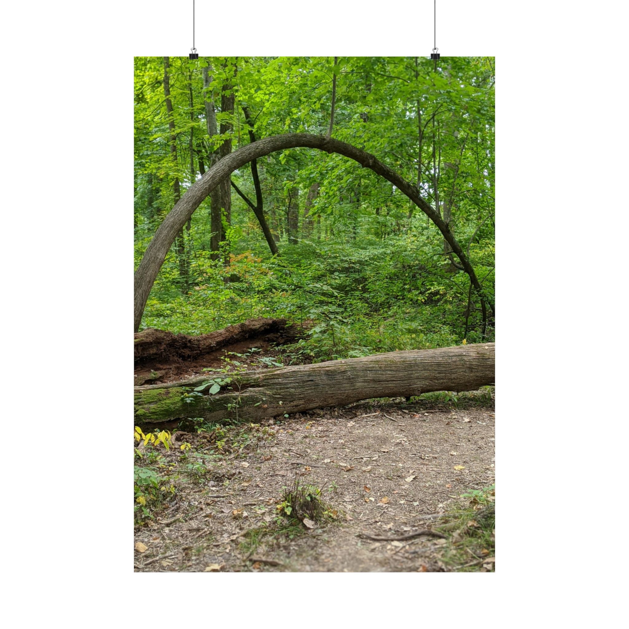 Forest Trail Matte Poster — Green Woodland Nature Photography