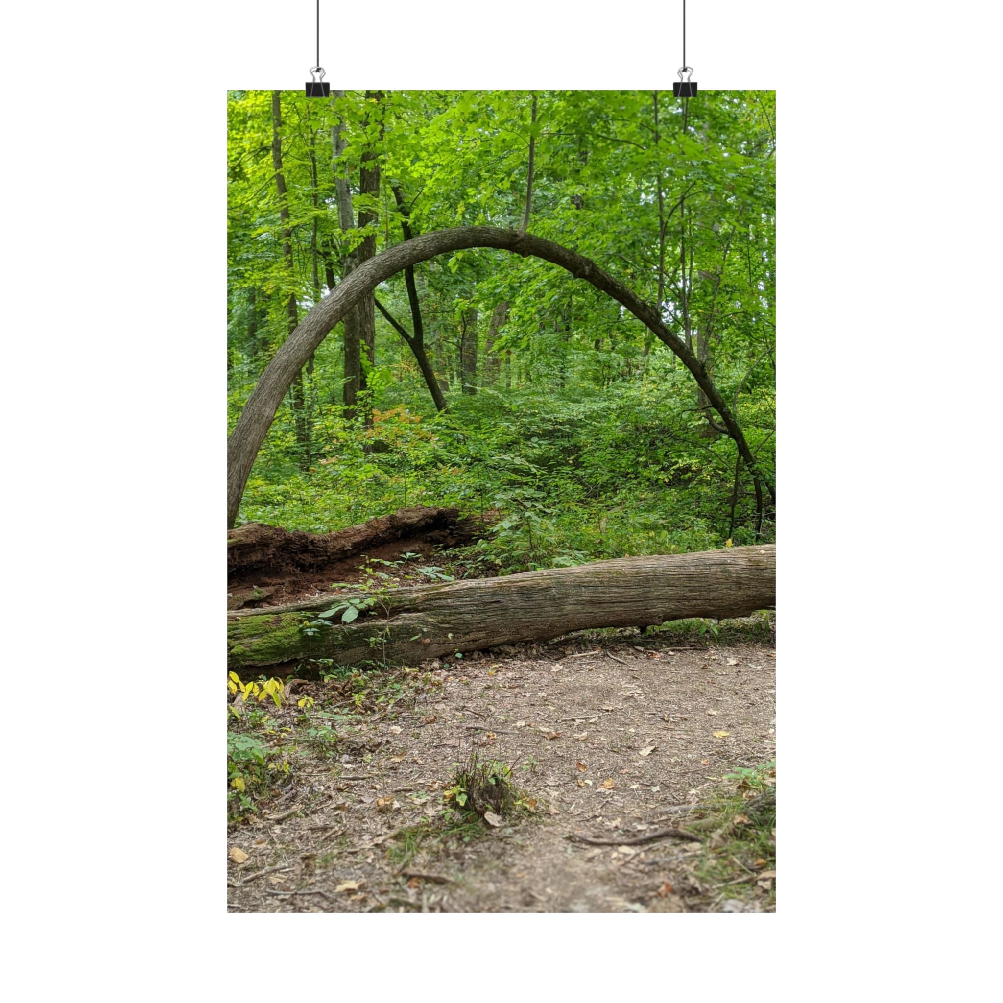 Forest Trail Matte Poster — Green Woodland Nature Photography