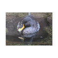 Duck Nature Photography Glass Cutting Board — Wildlife Kitchen Decor, Tempered Glass Chopping Board, Bird Lover Gift