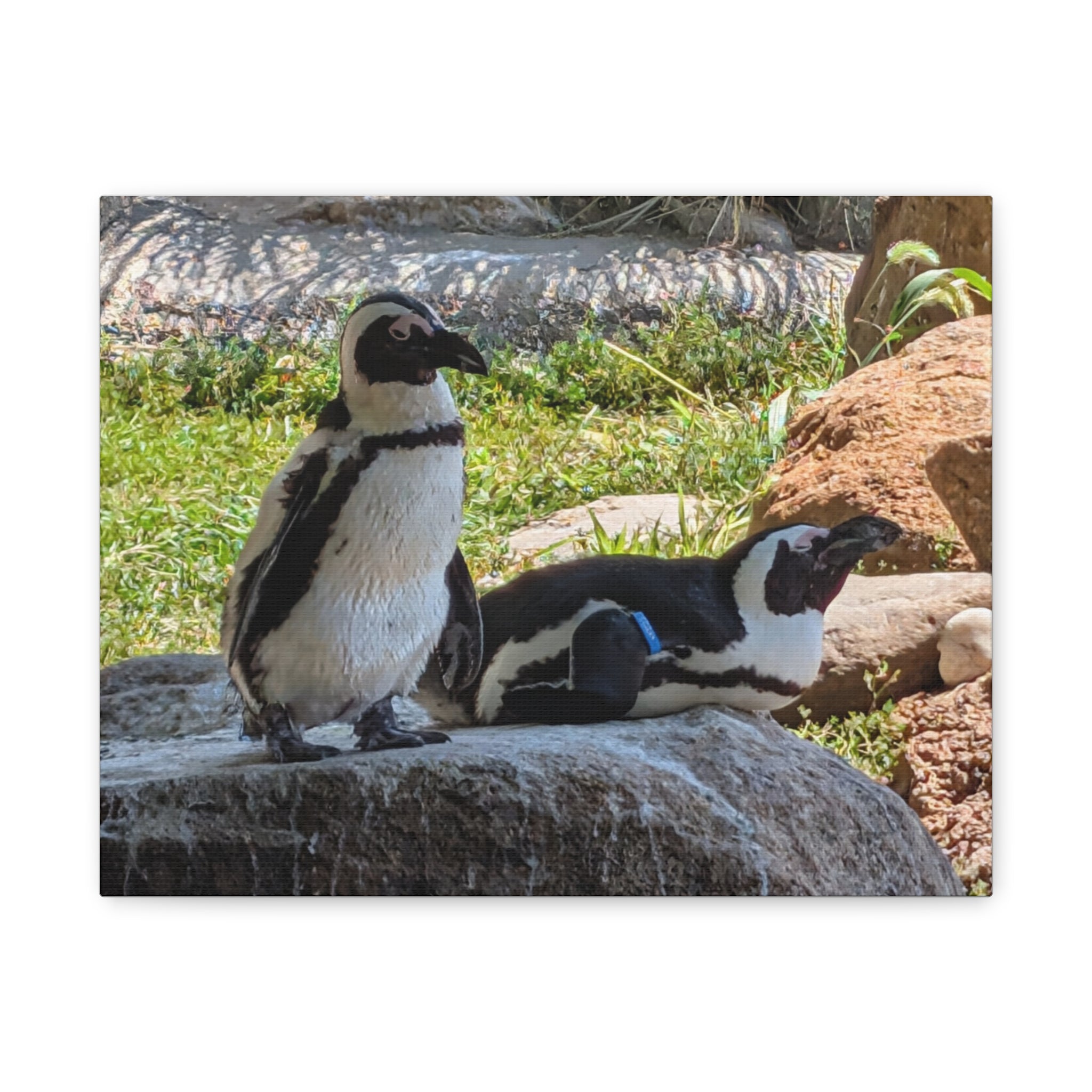 Penguin Pair Matte Canvas Print (Stretched 1.25")