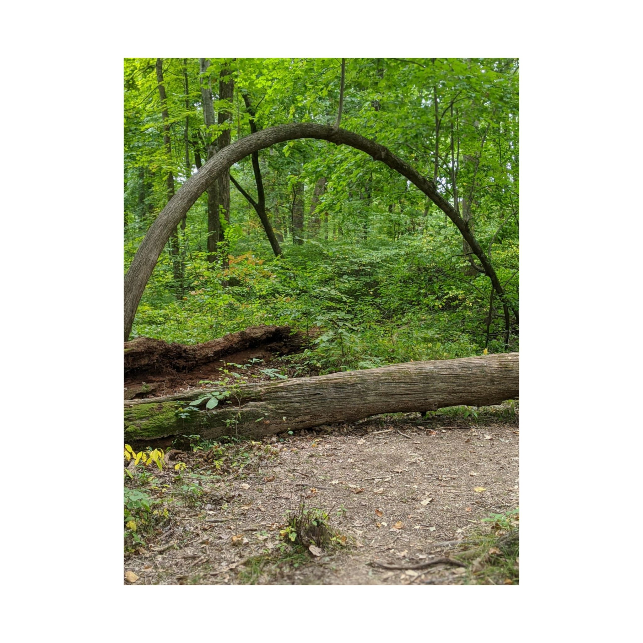 Forest Trail Matte Poster — Green Woodland Nature Photography