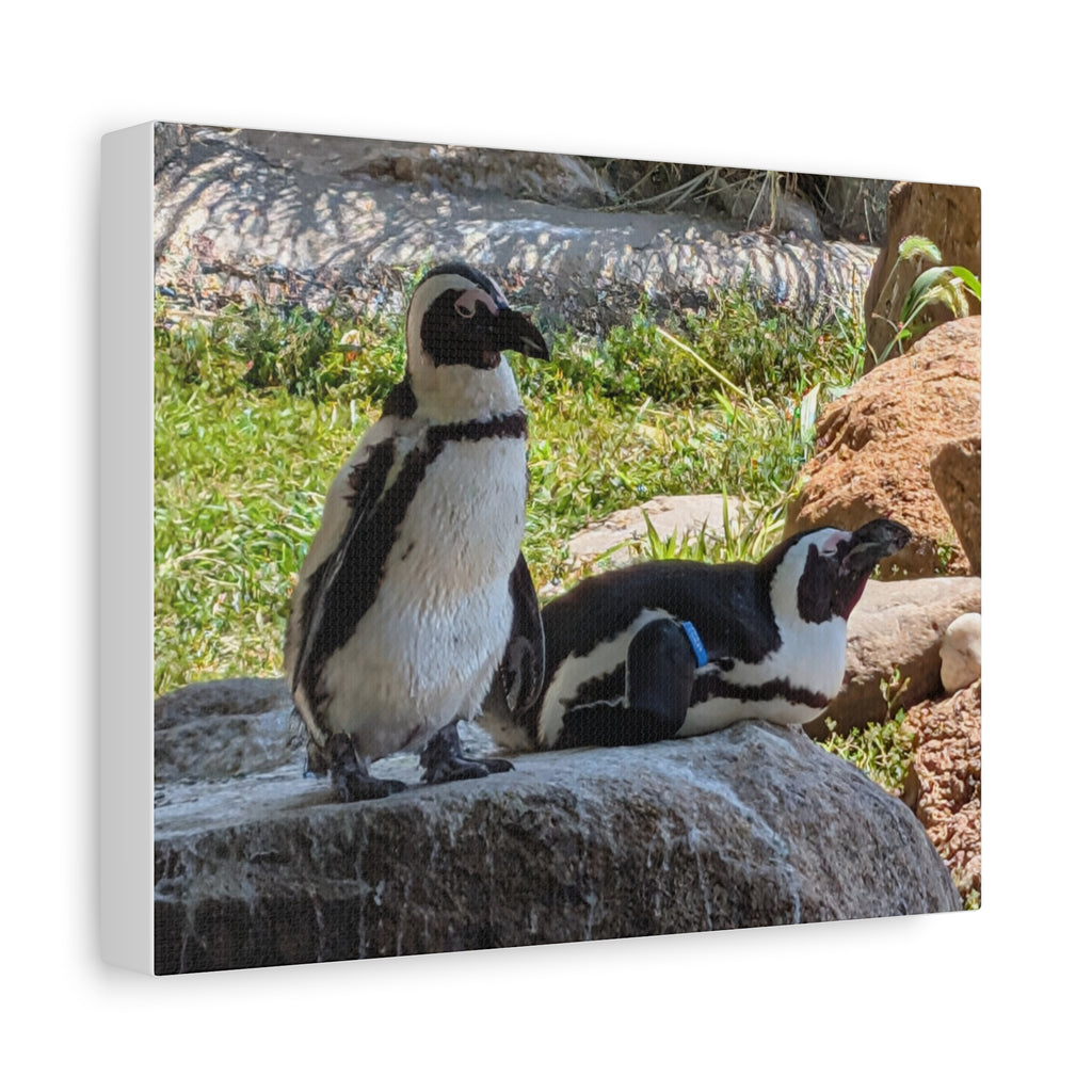 Penguin Pair Matte Canvas Print (Stretched 1.25")