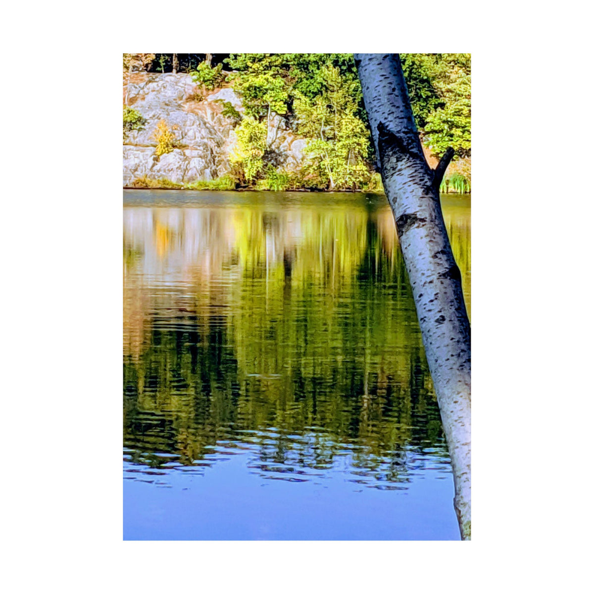 Birch Lake Reflection Matte Poster — Nature Photography Wall Art, Woodland Landscape Print, 46 Sizes