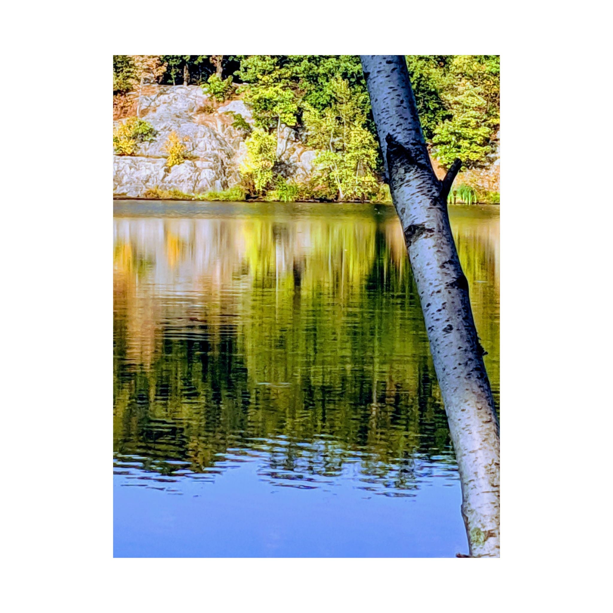 Birch Lake Reflection Matte Poster — Vertical Nature Wall Art
