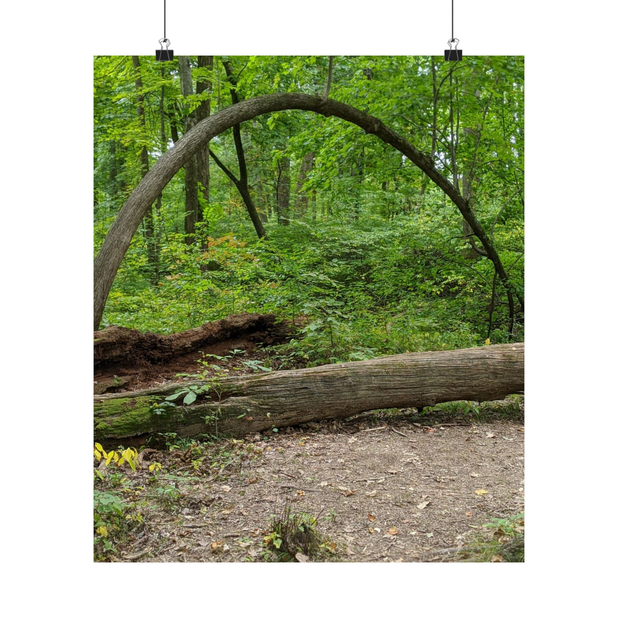 Forest Trail Matte Poster — Green Woodland Nature Photography