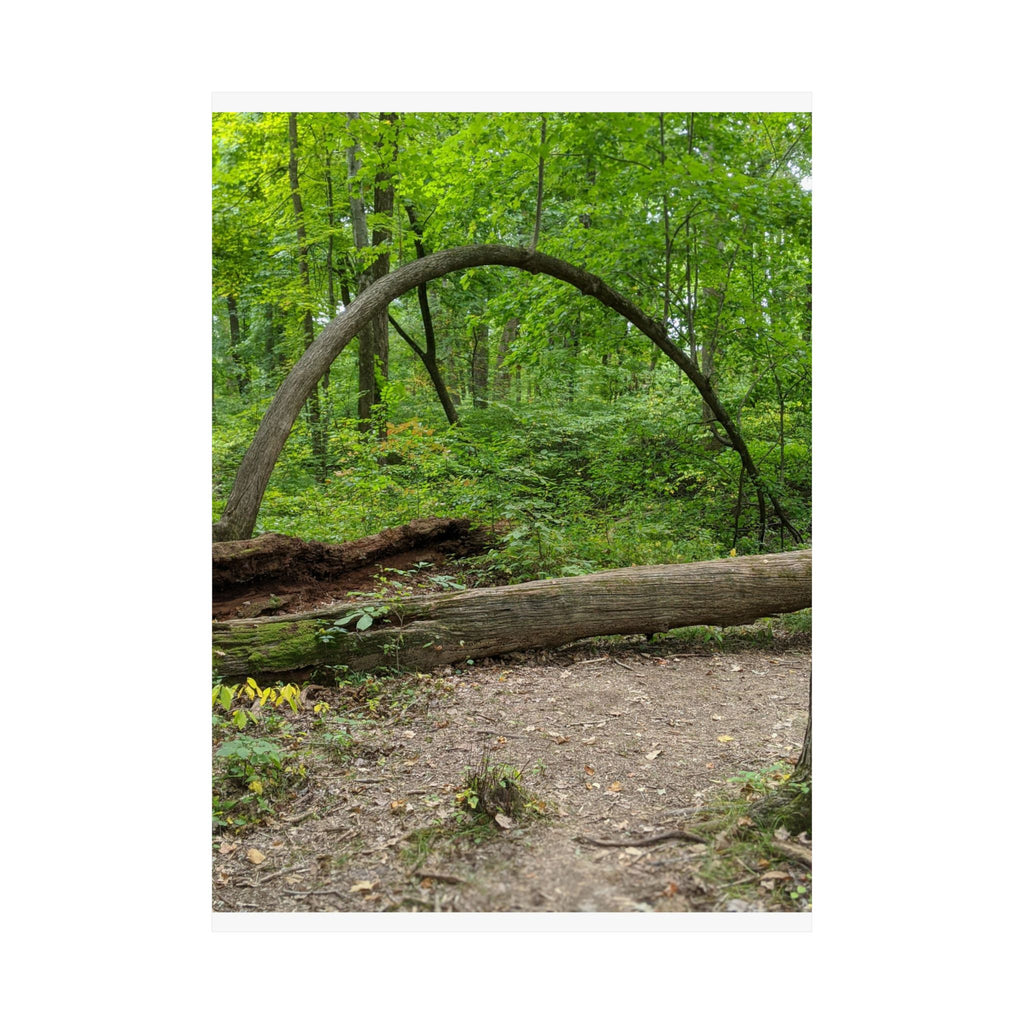 Forest Trail Matte Poster — Green Woodland Nature Photography