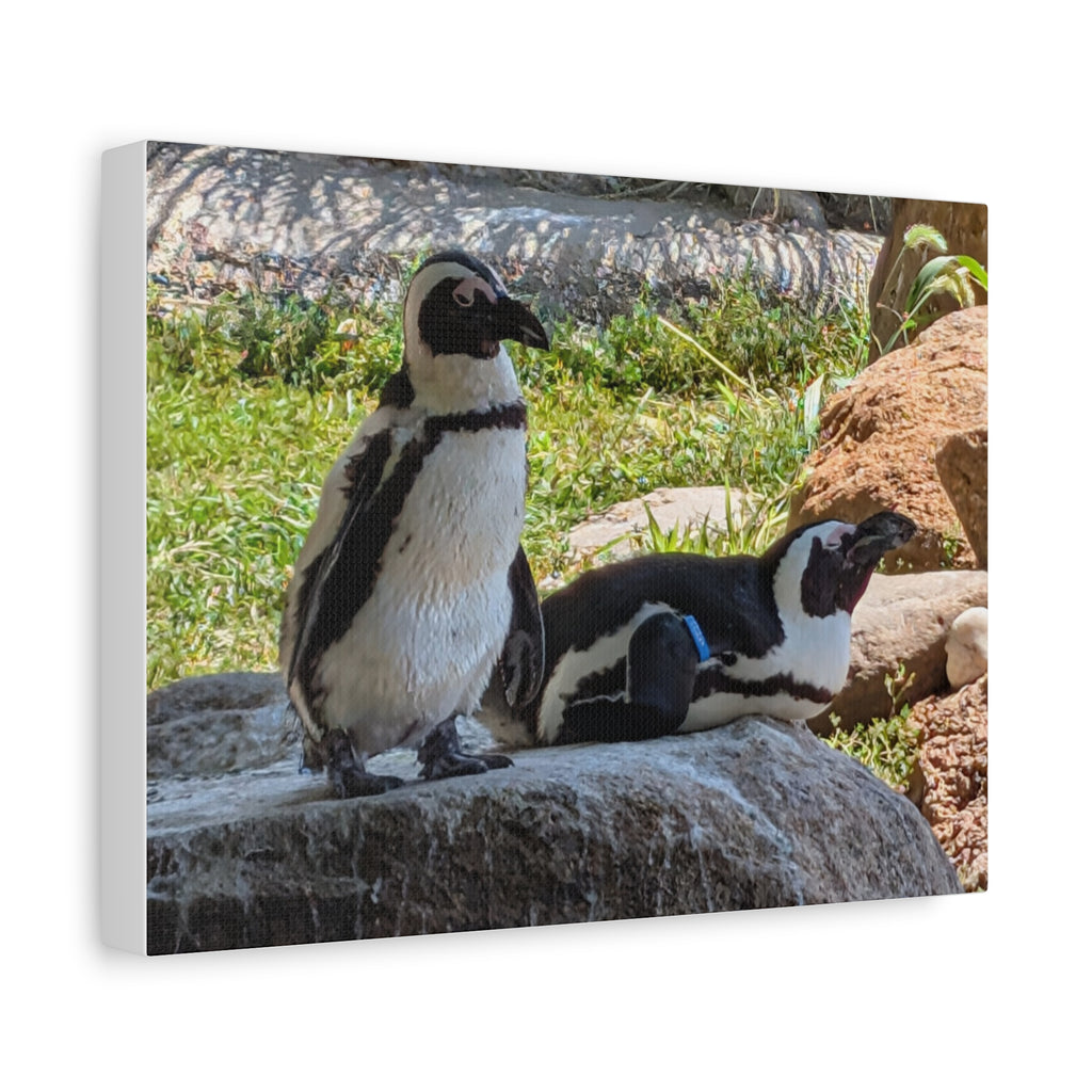 Penguin Pair Matte Canvas Print (Stretched 1.25")