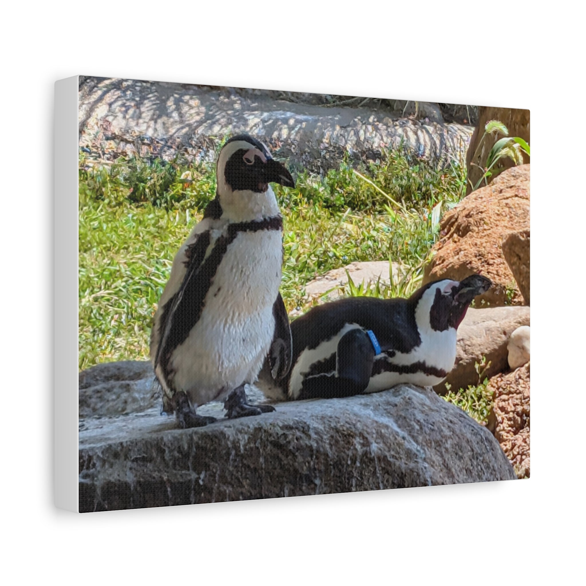 Penguin Pair Matte Canvas Print (Stretched 1.25")