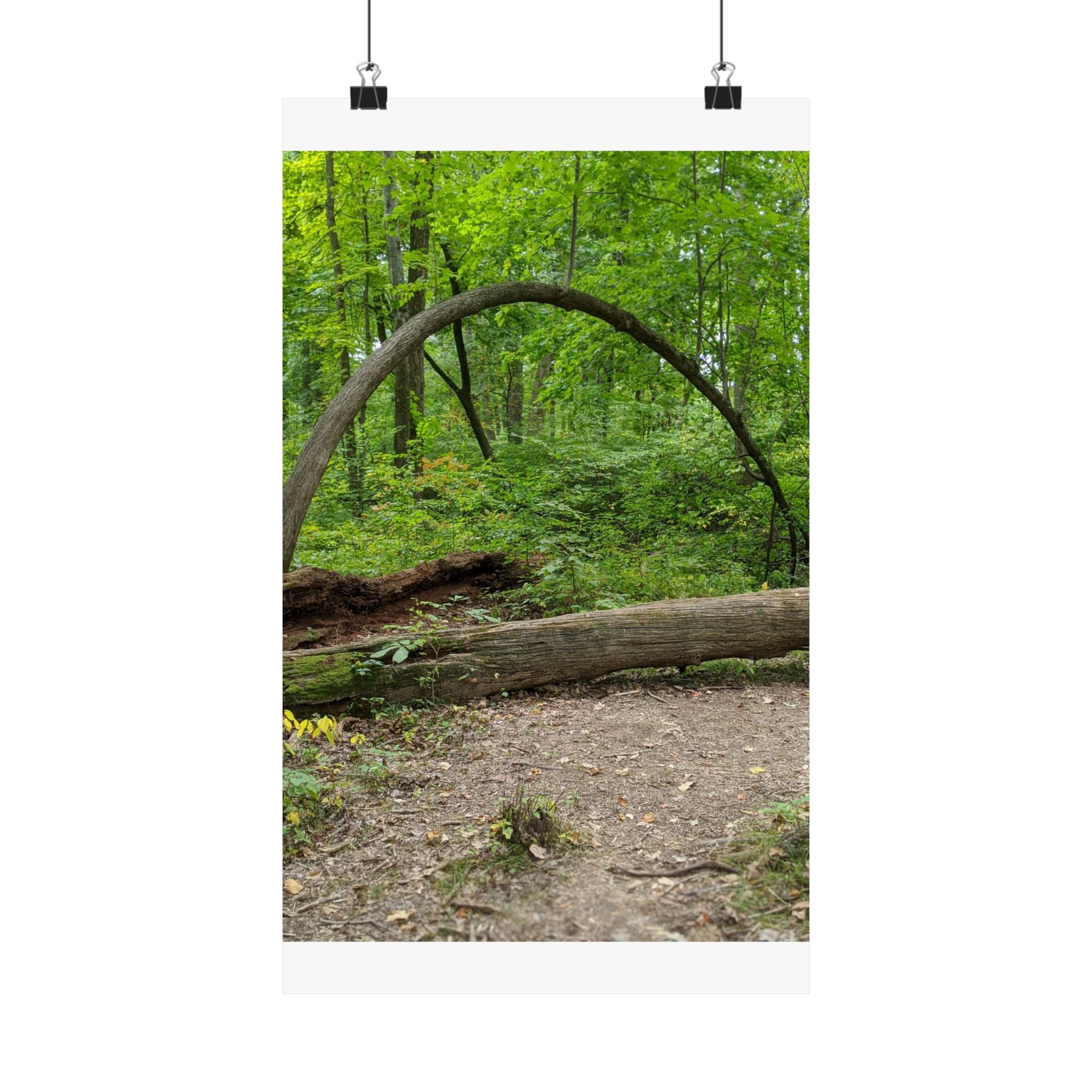 Forest Trail Matte Poster — Green Woodland Nature Photography