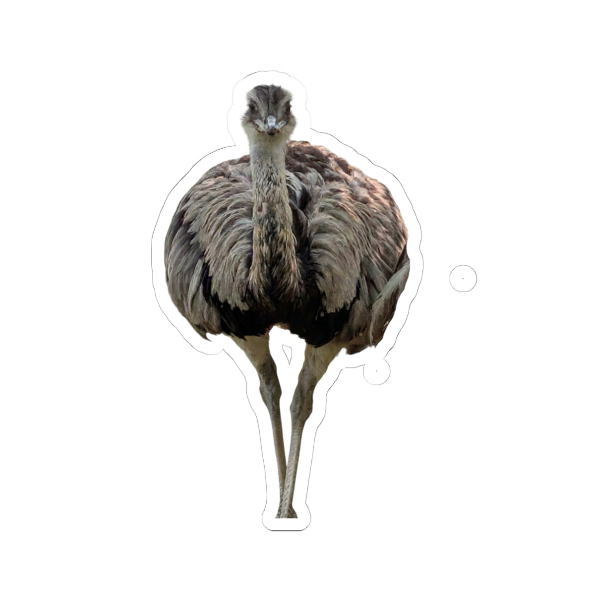 Ostrich Kiss-Cut Sticker — Realistic Bird Nature Photo Decal, Laptop Water Bottle Sticker, Bird Lover Gift