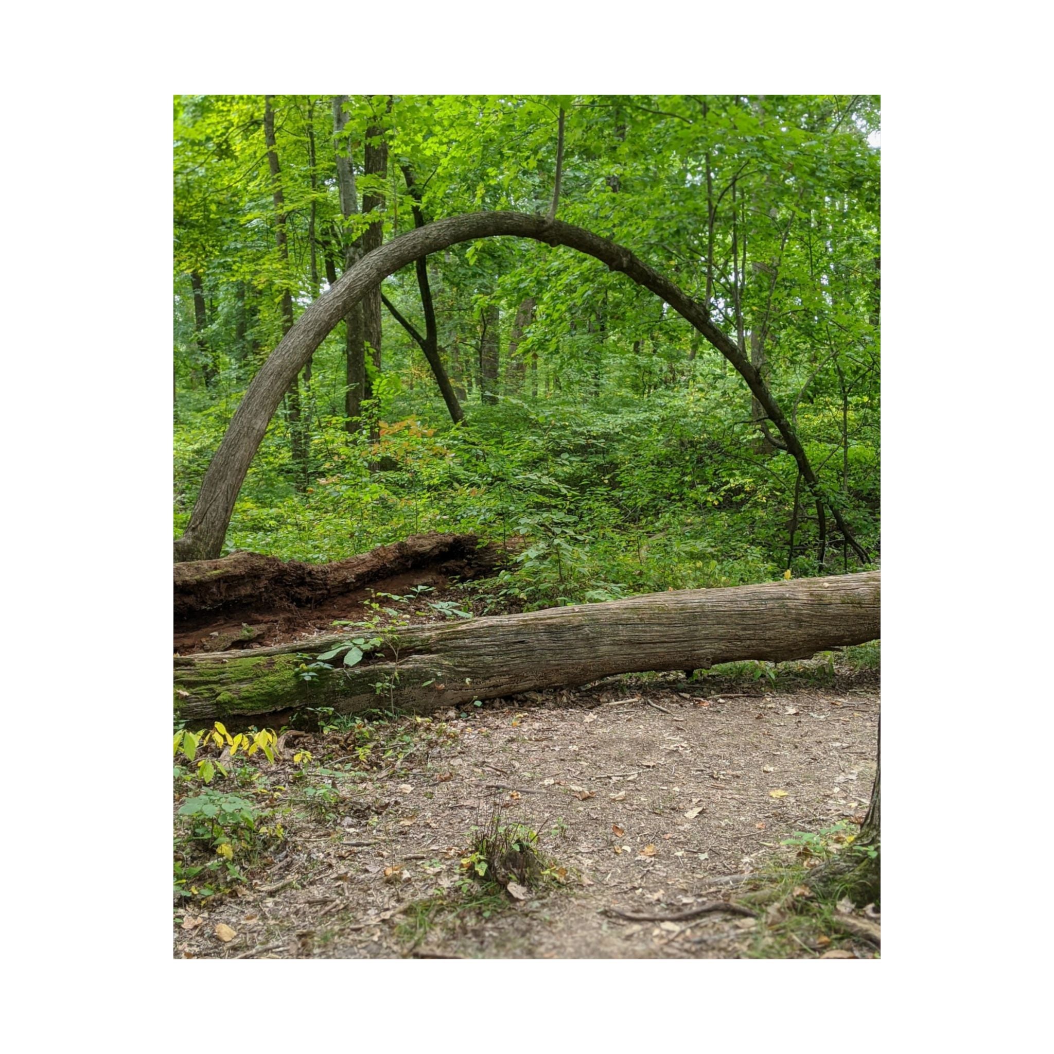 Forest Trail Matte Poster — Green Woodland Nature Photography