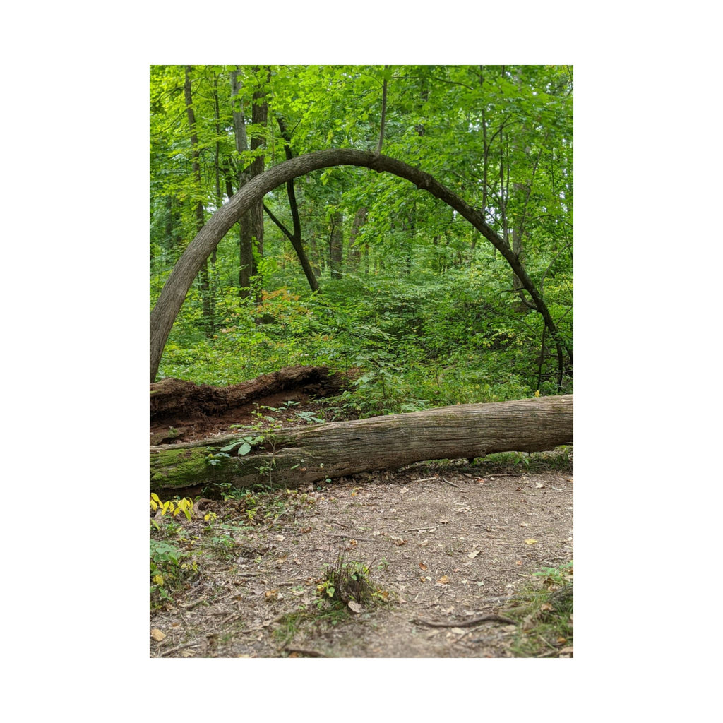 Forest Trail Matte Poster — Green Woodland Nature Photography Wall Art, Hiking Trail Print, 46 Sizes