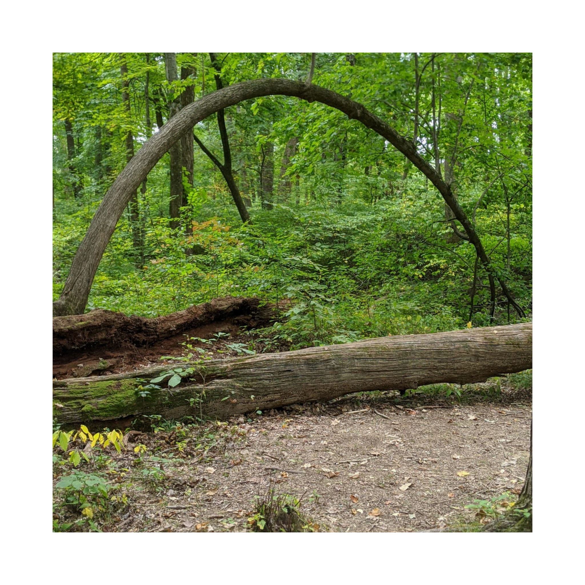 Forest Trail Matte Poster — Green Woodland Nature Photography