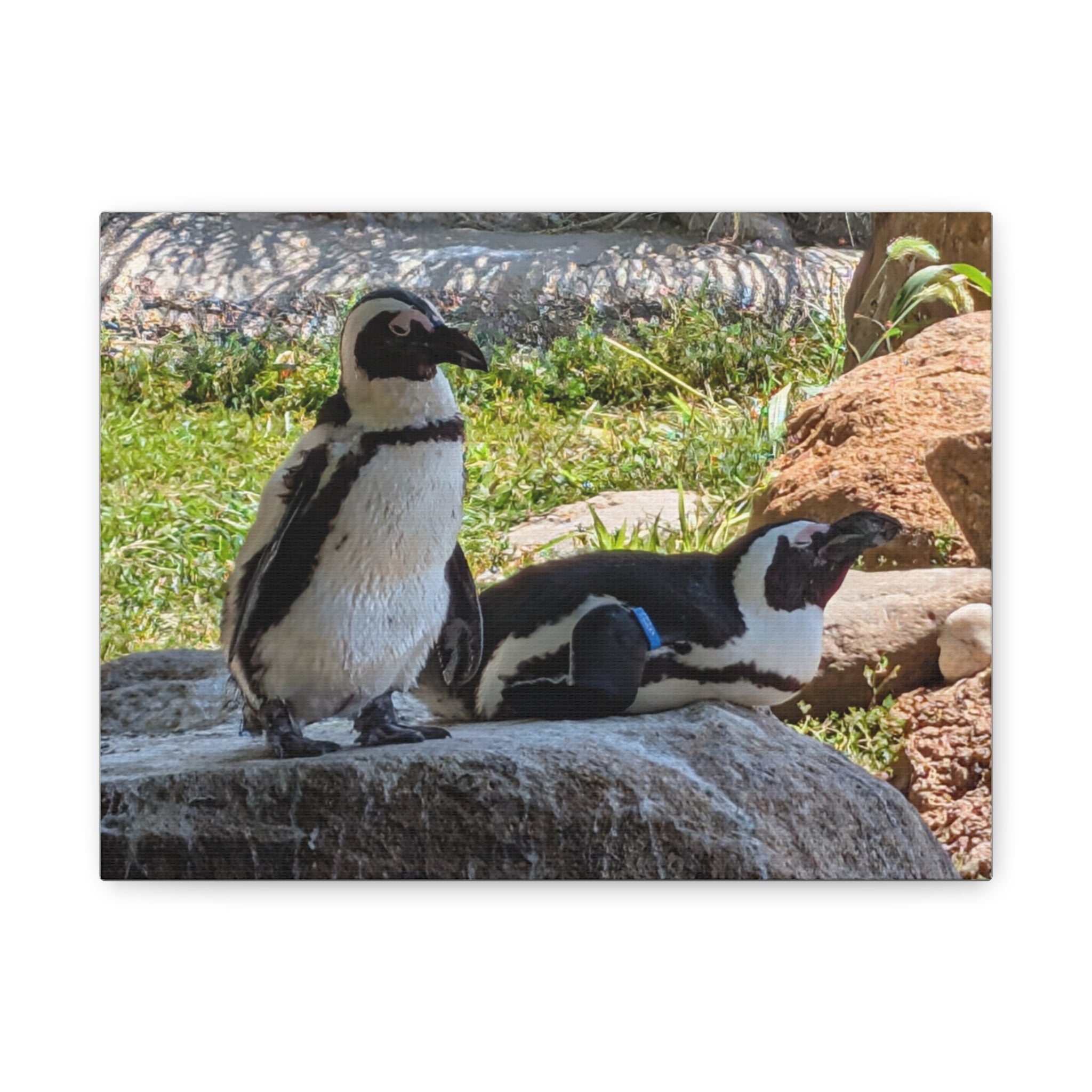 Penguin Pair Matte Canvas Print (Stretched 1.25")