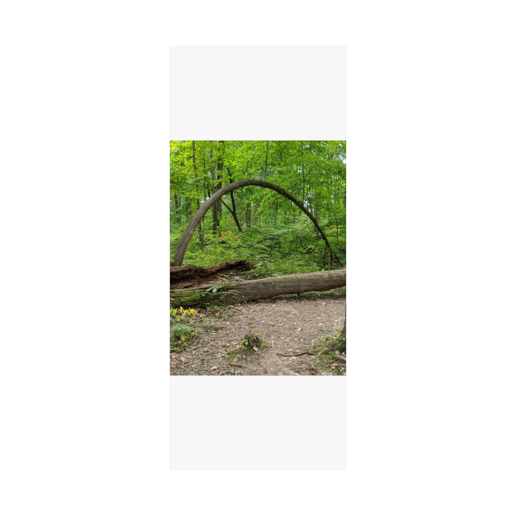 Forest Trail Matte Poster — Green Woodland Nature Photography