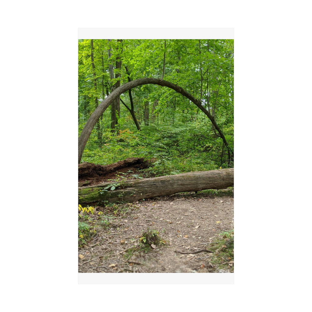 Forest Trail Matte Poster — Green Woodland Nature Photography Wall Art, Hiking Trail Print, 46 Sizes