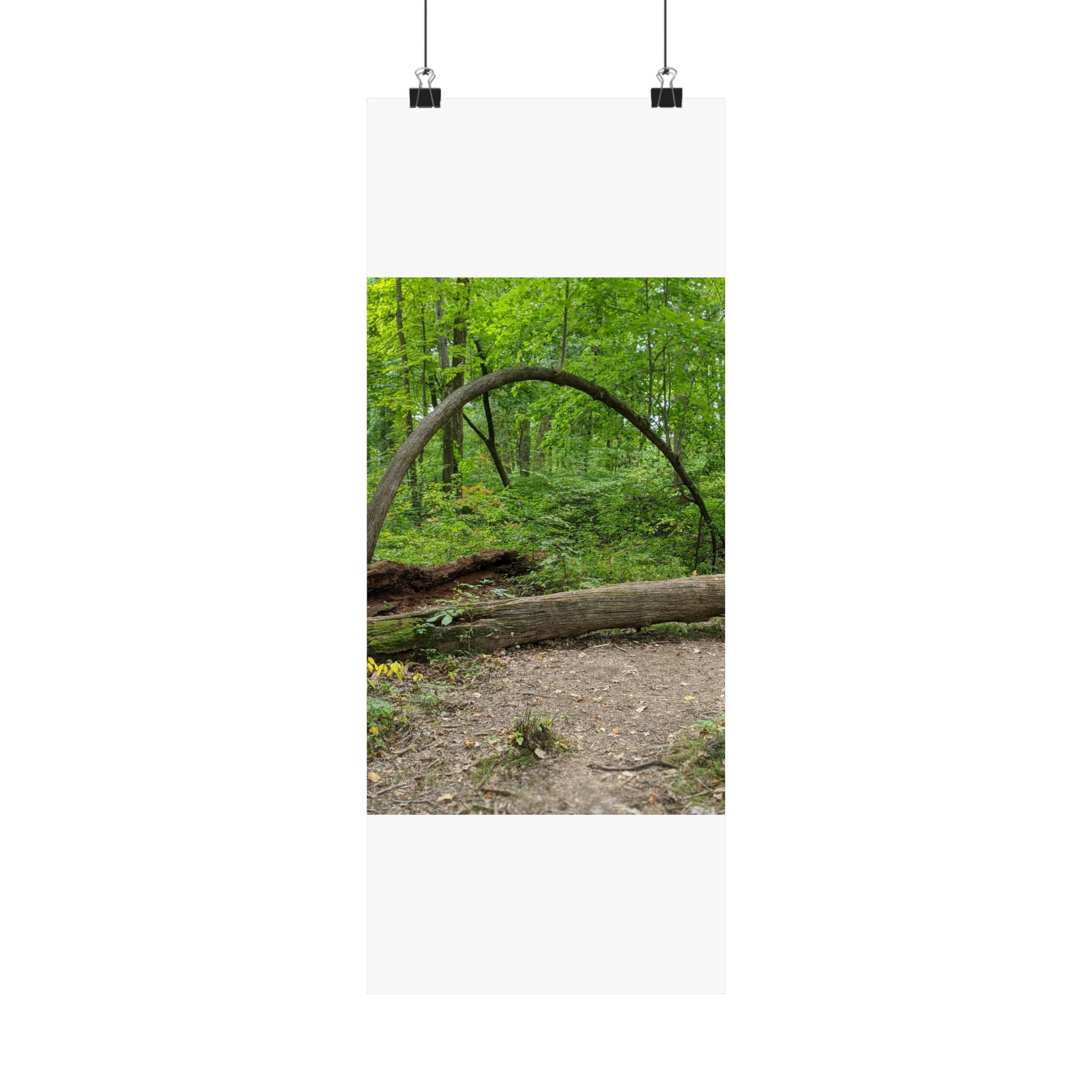 Forest Trail Matte Poster — Green Woodland Nature Photography