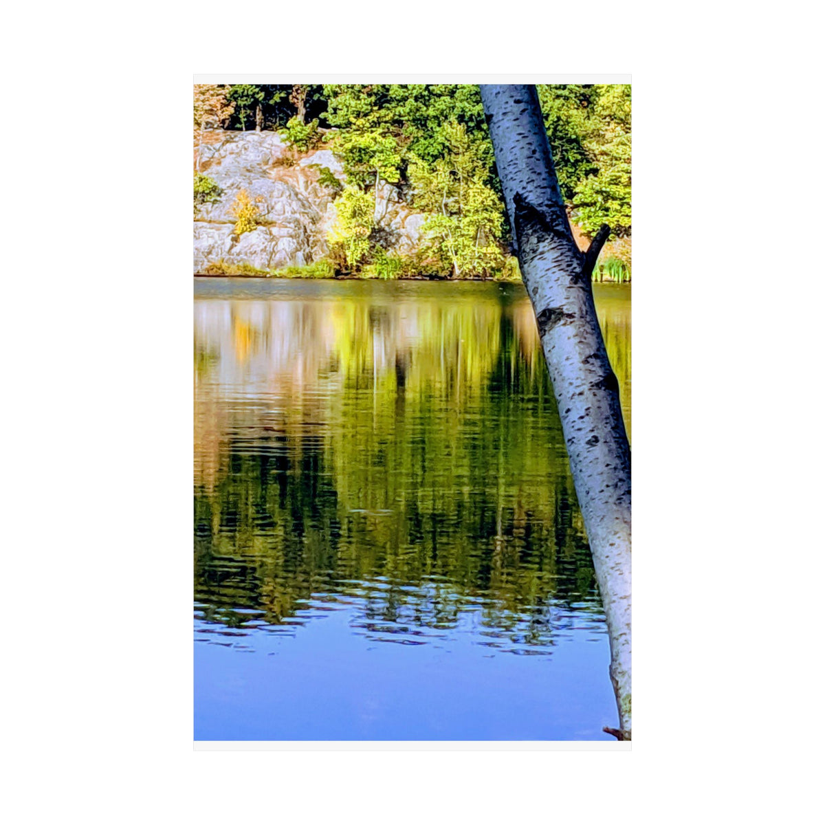 Birch Lake Reflection Matte Poster — Nature Photography Wall Art, Woodland Landscape Print, 46 Sizes