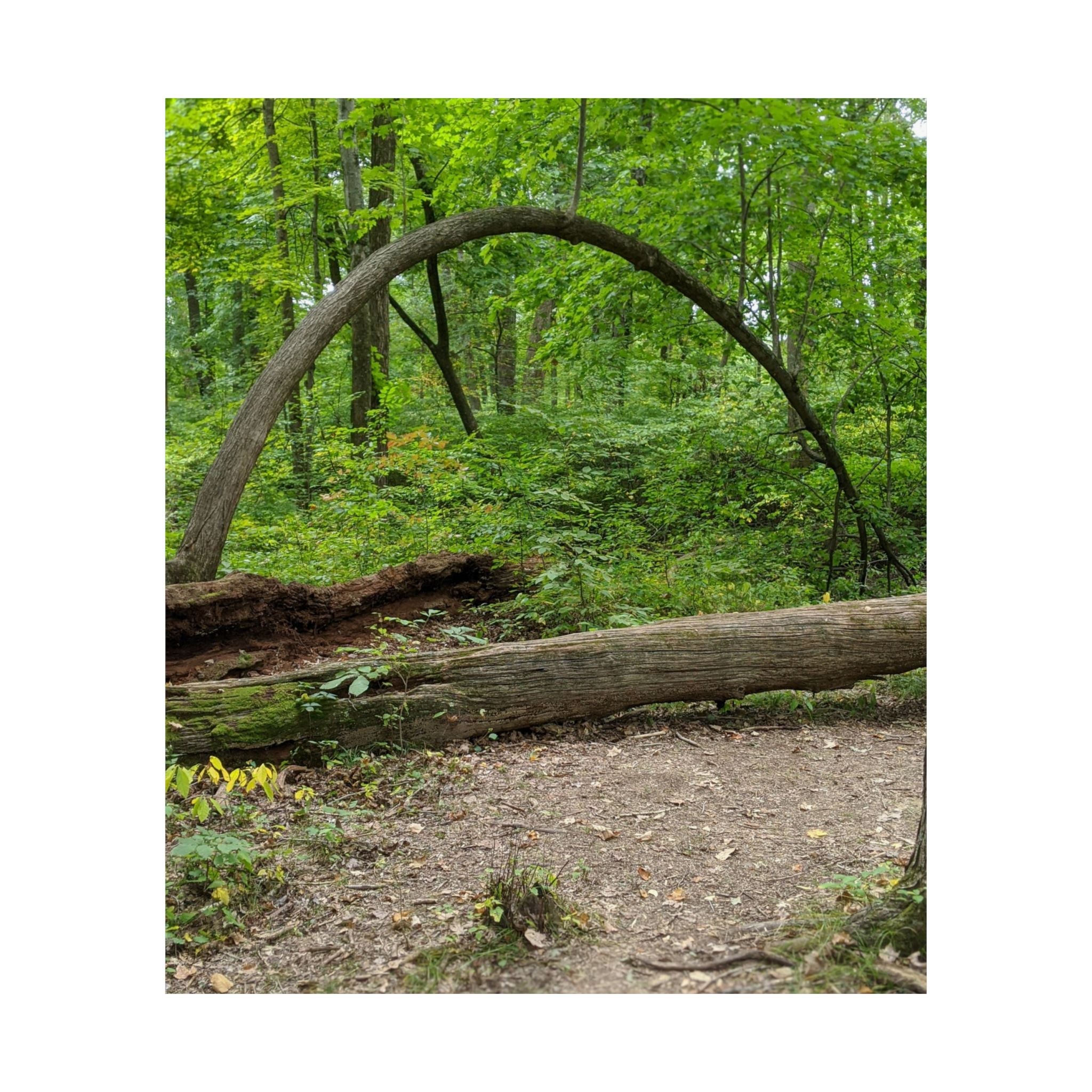 Forest Trail Matte Poster — Green Woodland Nature Photography