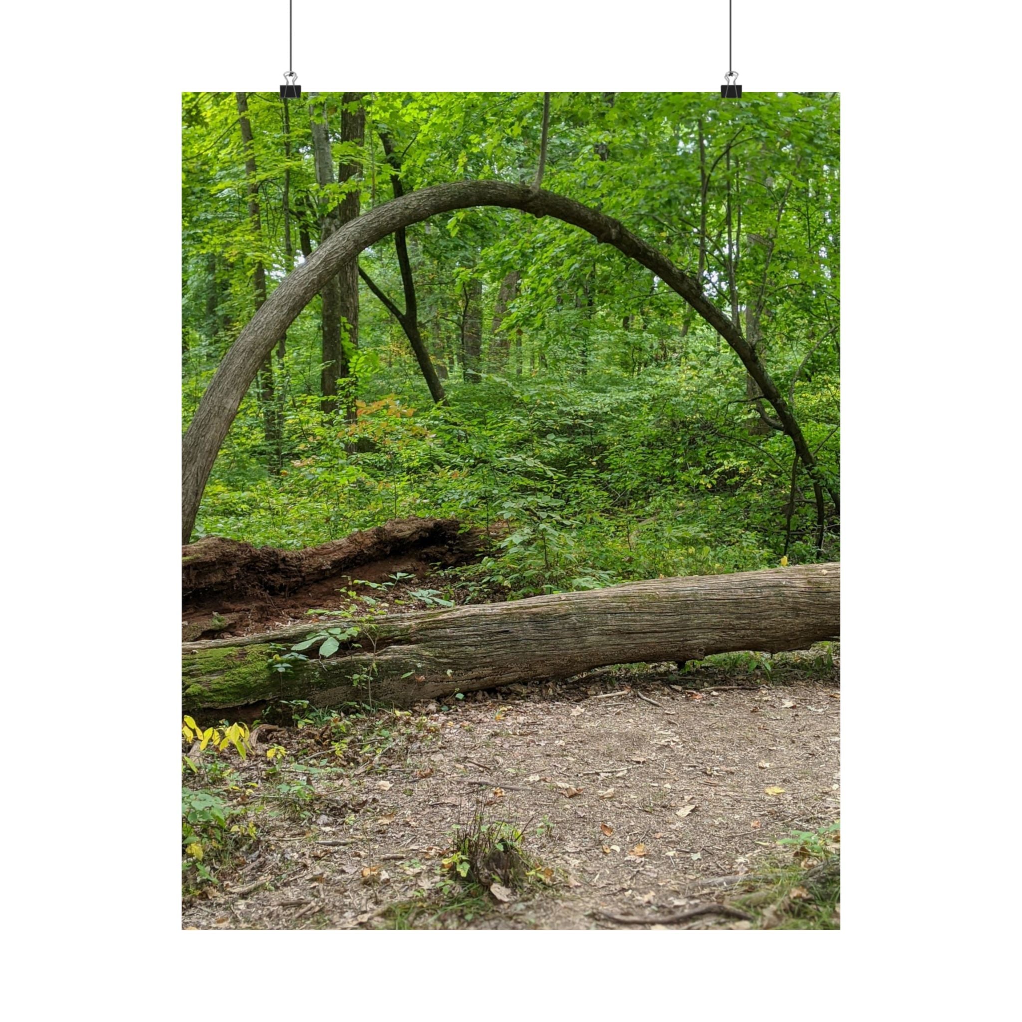 Forest Trail Matte Poster — Green Woodland Nature Photography