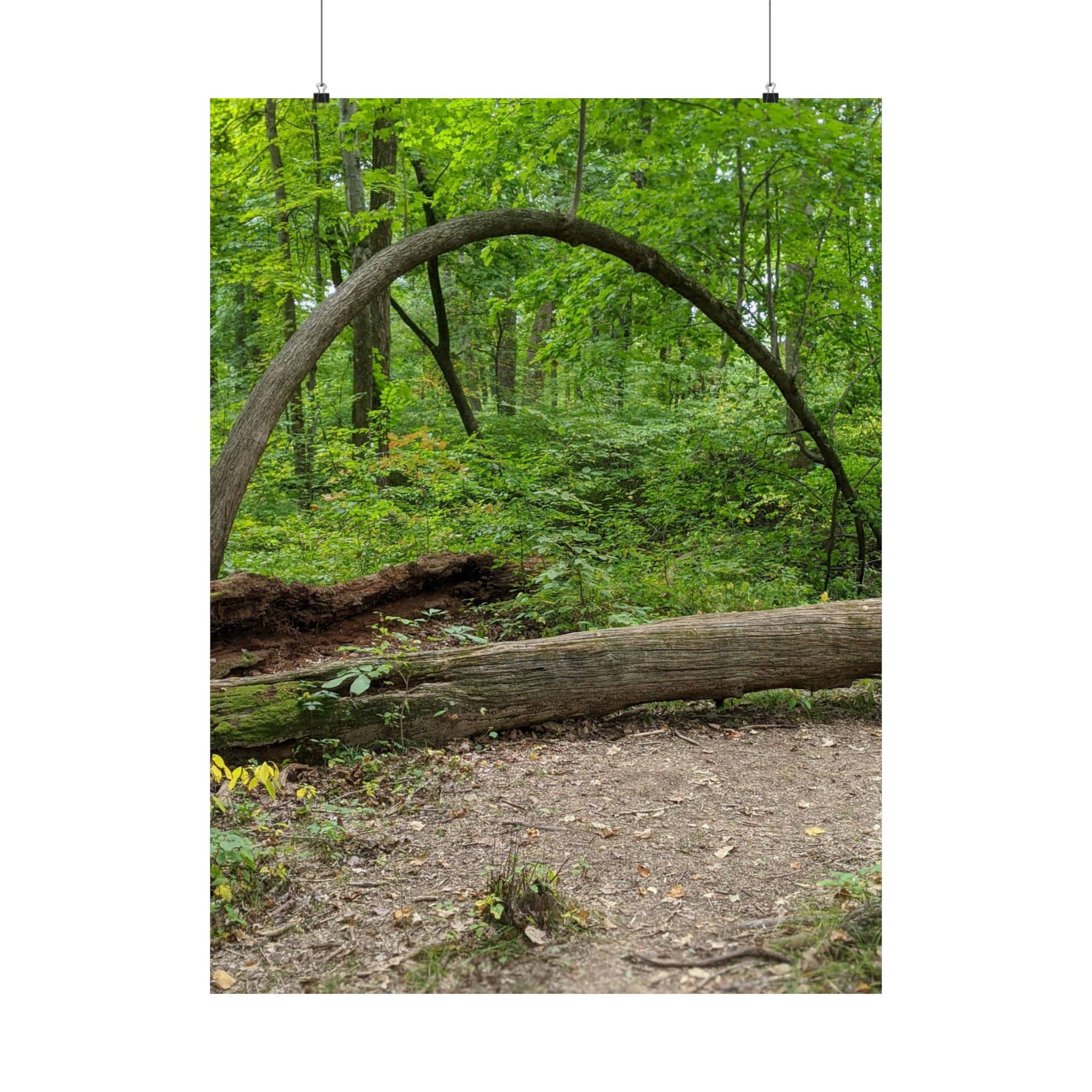 Forest Trail Matte Poster — Green Woodland Nature Photography