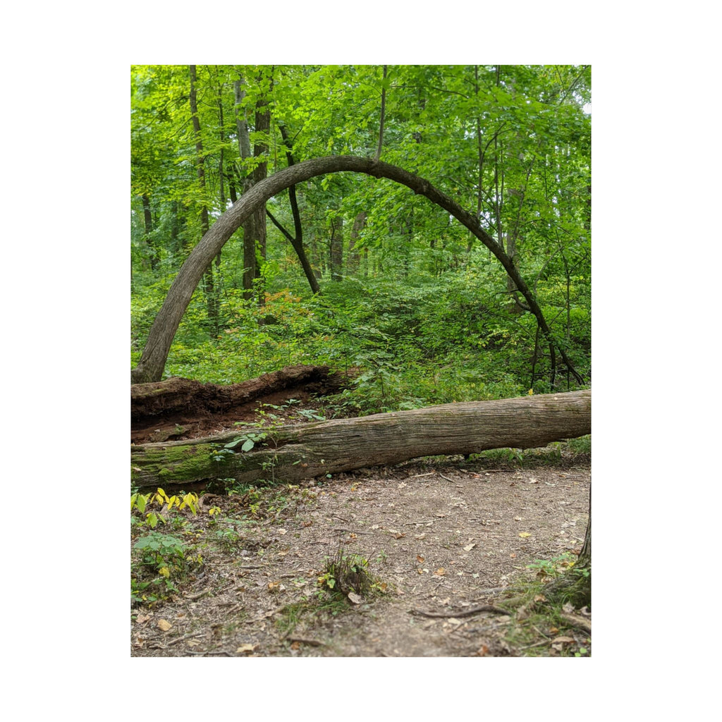 Forest Trail Matte Poster — Green Woodland Nature Photography