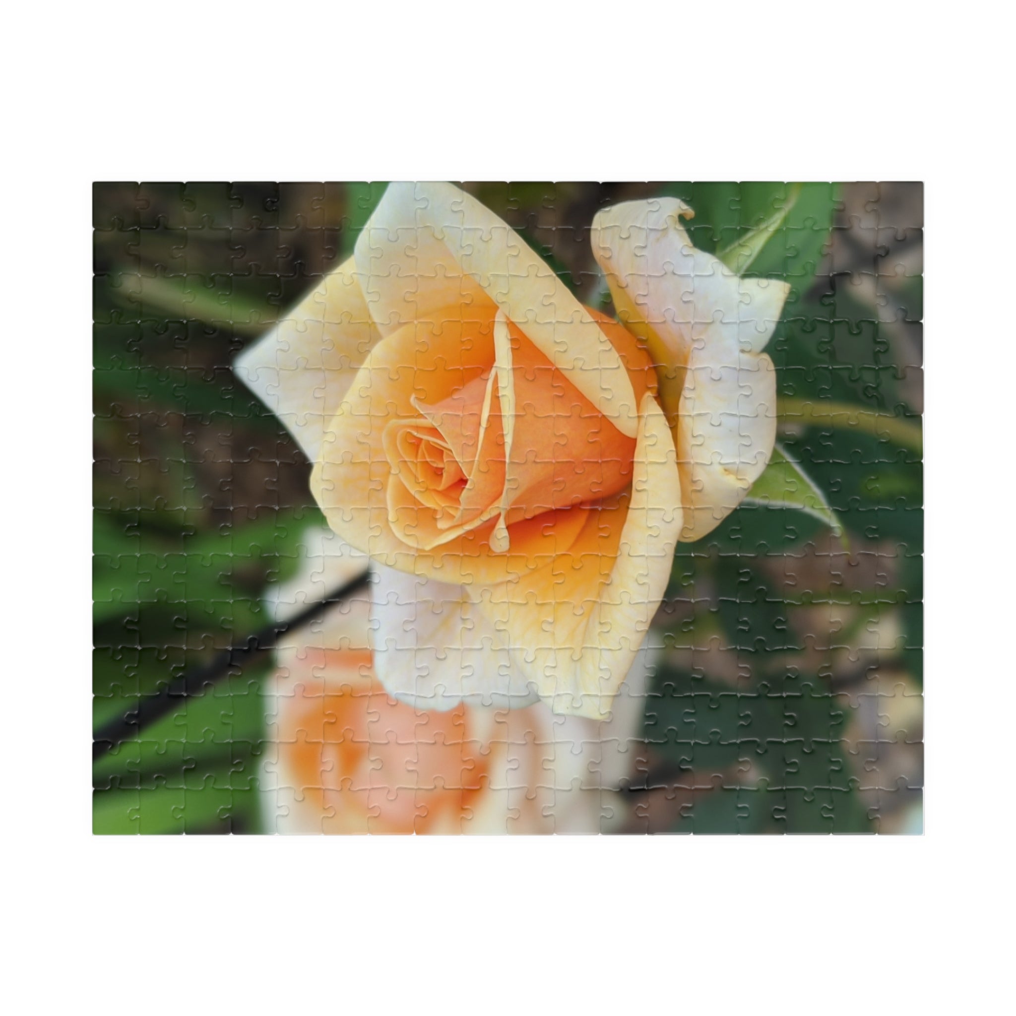 Peach Rose Photo Jigsaw Puzzle — Wildlife & Floral Photography Gift Set (110, 252, 520, 1014-piece)