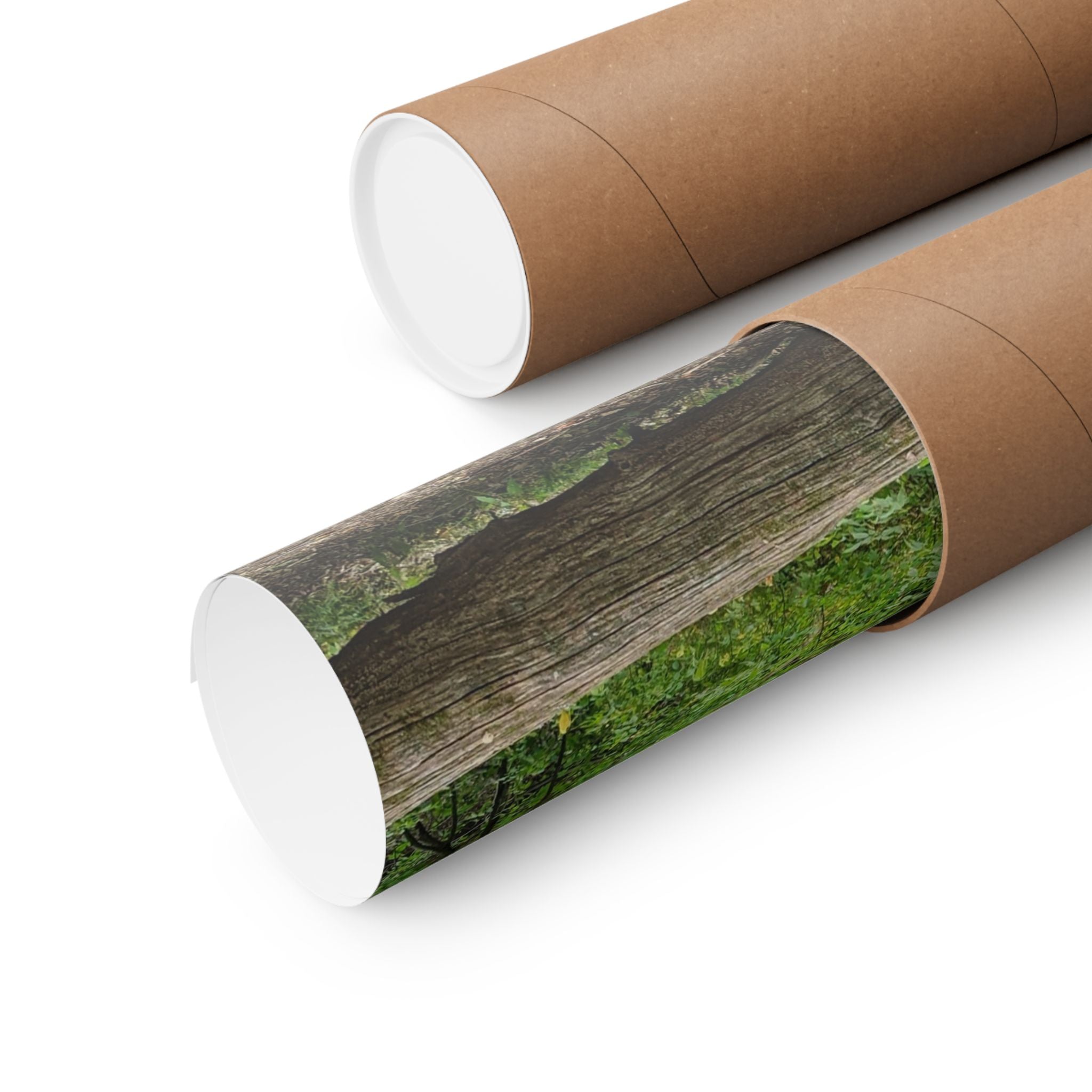 Forest Trail Matte Poster — Green Woodland Nature Photography