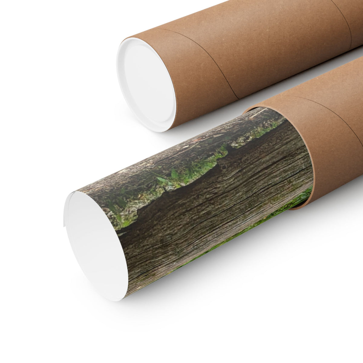 Forest Trail Matte Poster — Green Woodland Nature Photography Wall Art, Hiking Trail Print, 46 Sizes