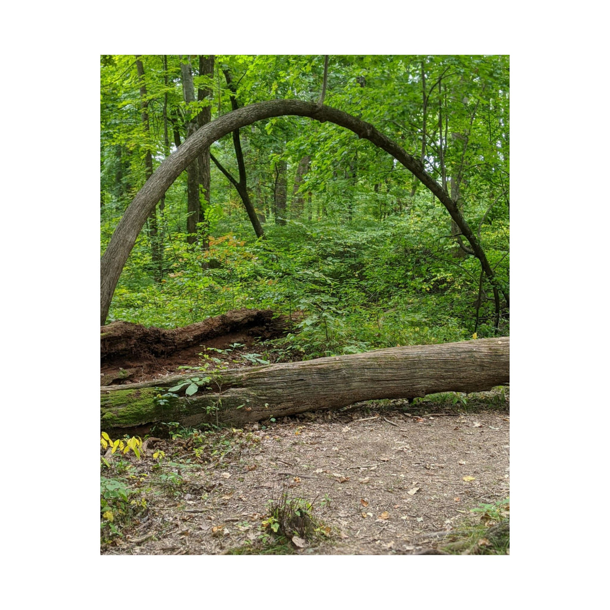Forest Trail Matte Poster — Green Woodland Nature Photography Wall Art, Hiking Trail Print, 46 Sizes