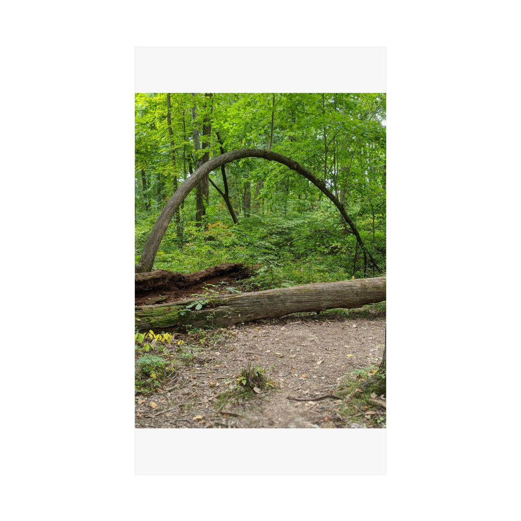 Forest Trail Matte Poster — Green Woodland Nature Photography