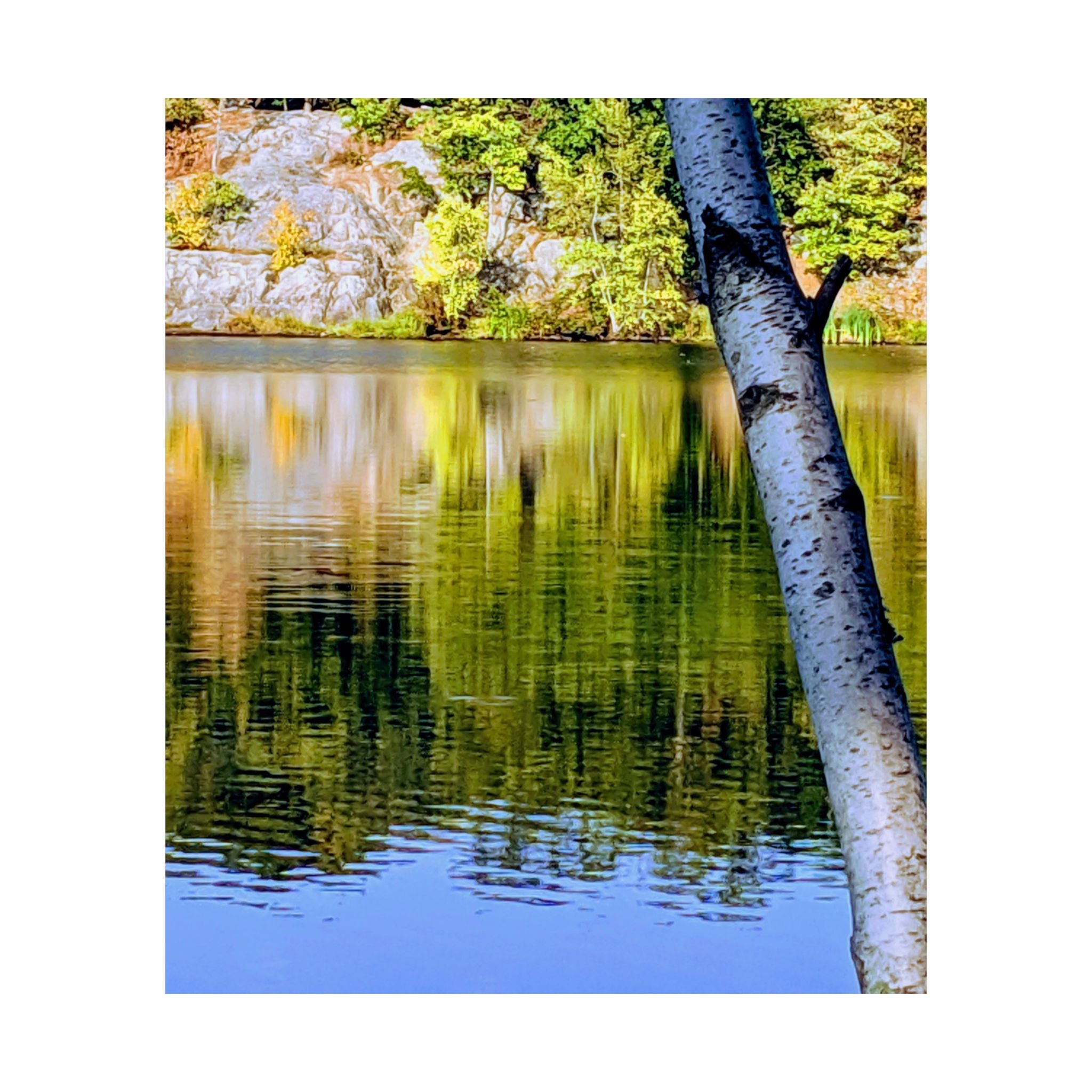 Birch Lake Reflection Matte Poster — Vertical Nature Wall Art