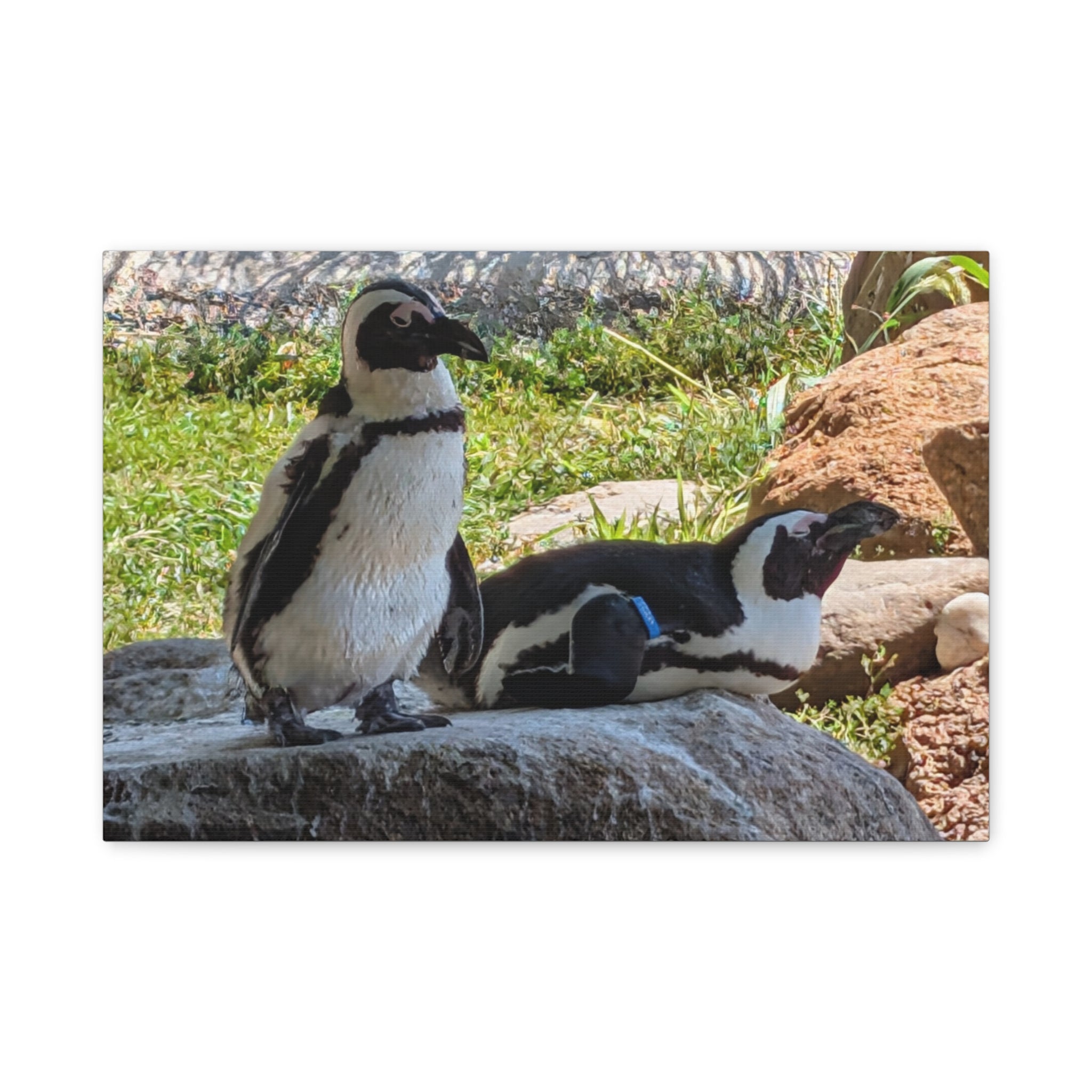 Penguin Pair Matte Canvas Print (Stretched 1.25")