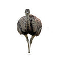 Ostrich Kiss-Cut Sticker — Realistic Bird Laptop Decal