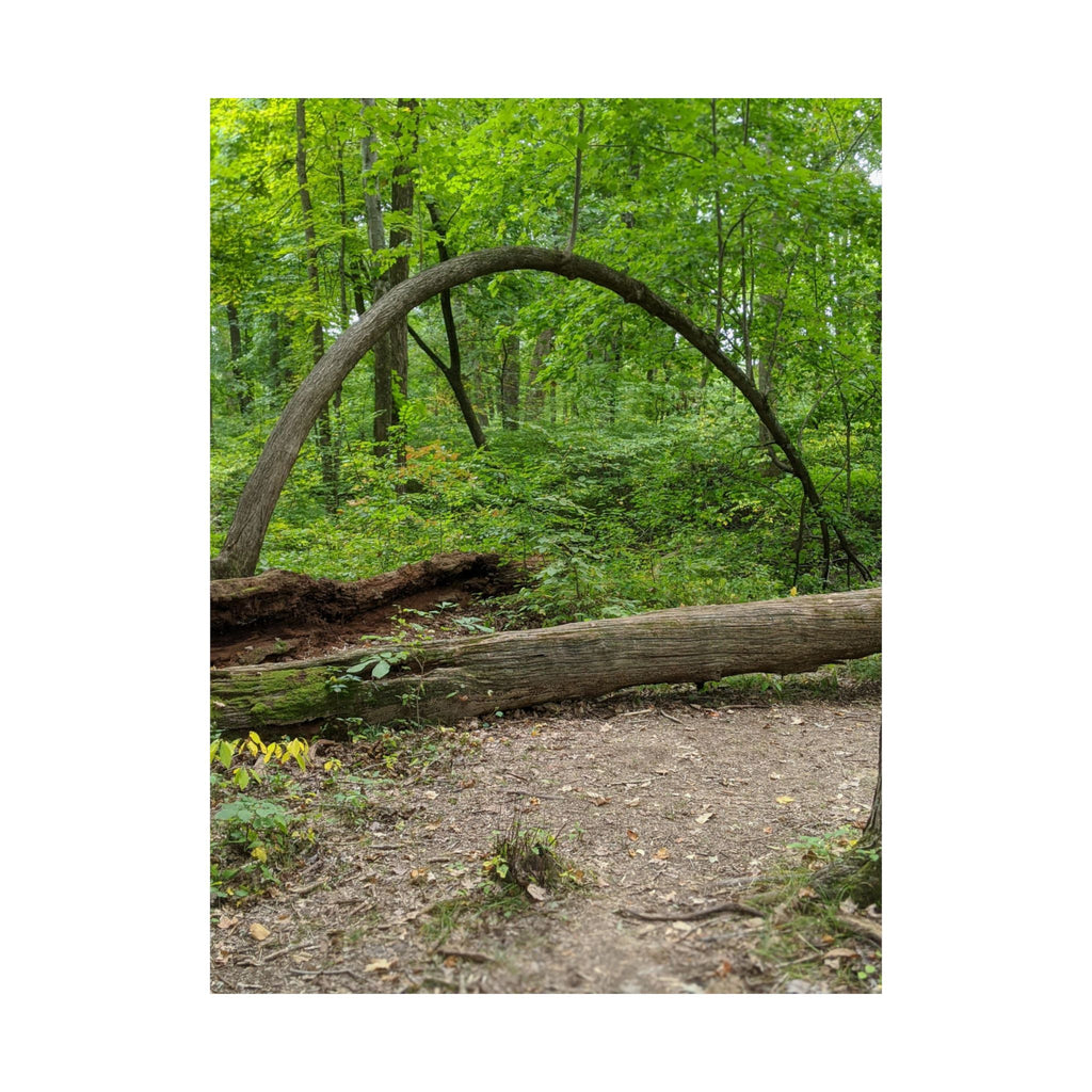 Forest Trail Matte Poster — Green Woodland Nature Photography