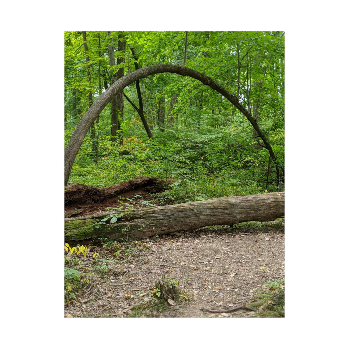 Forest Trail Matte Poster — Green Woodland Nature Photography Wall Art, Hiking Trail Print, 46 Sizes