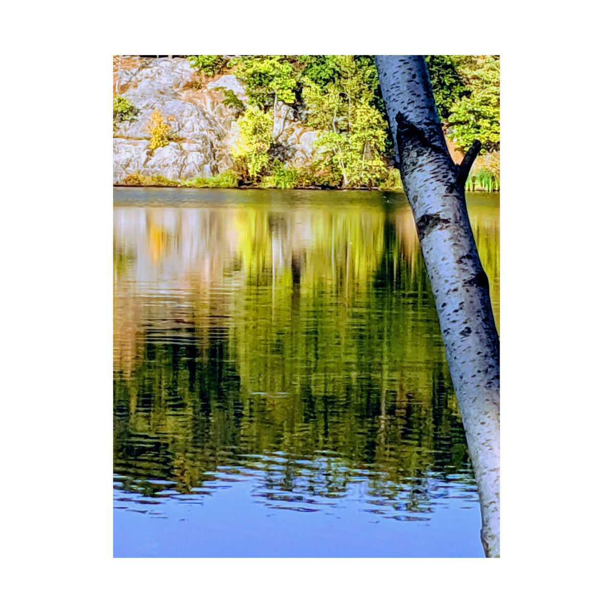 Birch Lake Reflection Matte Poster — Nature Photography Wall Art, Woodland Landscape Print, 46 Sizes