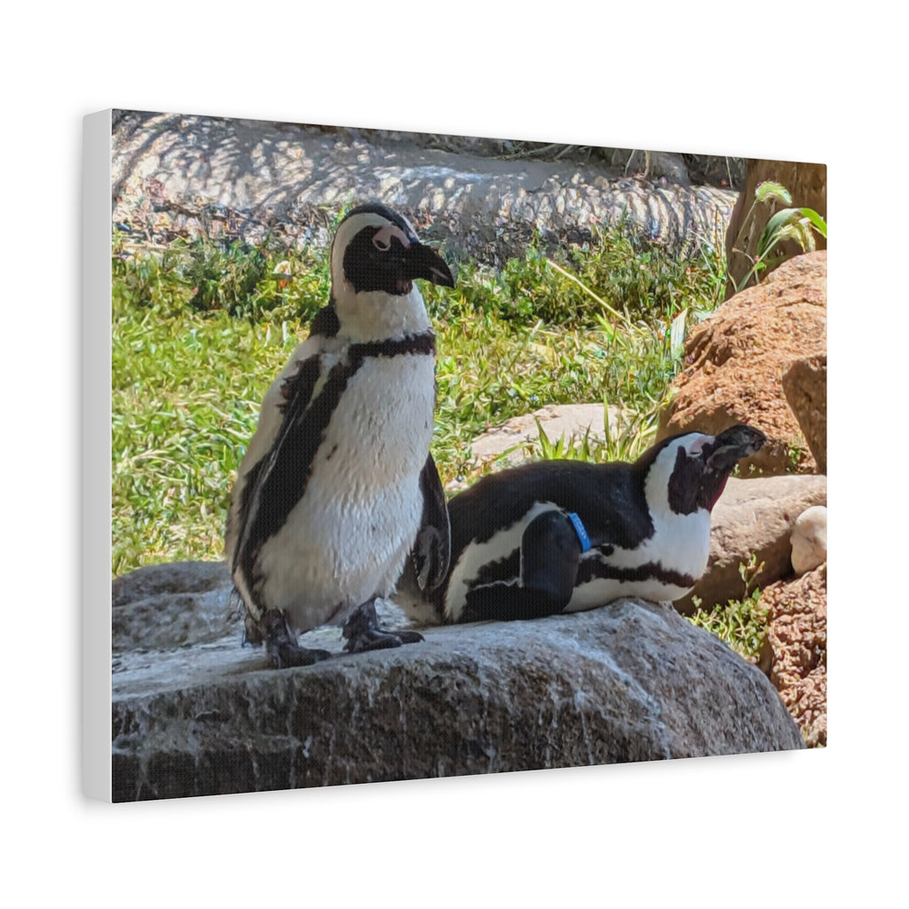 Penguin Pair Matte Canvas Print (Stretched 1.25")