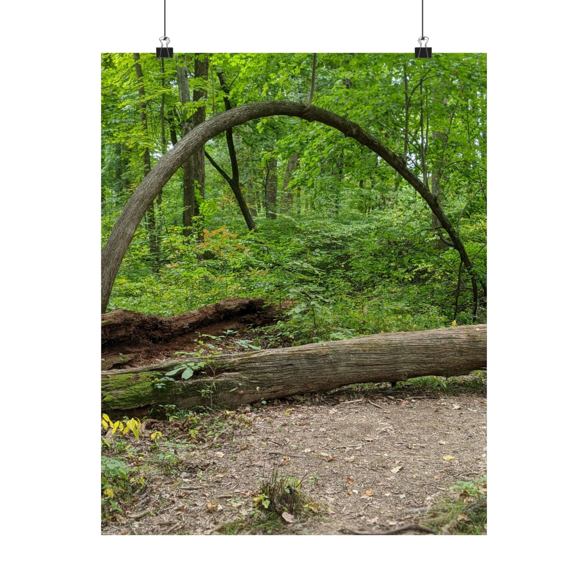 Forest Trail Matte Poster — Green Woodland Nature Photography