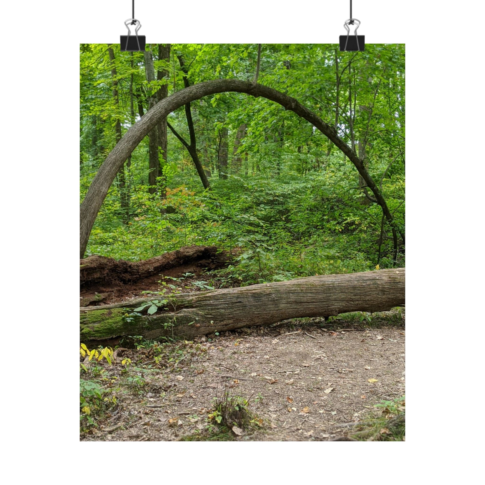 Forest Trail Matte Poster — Green Woodland Nature Photography