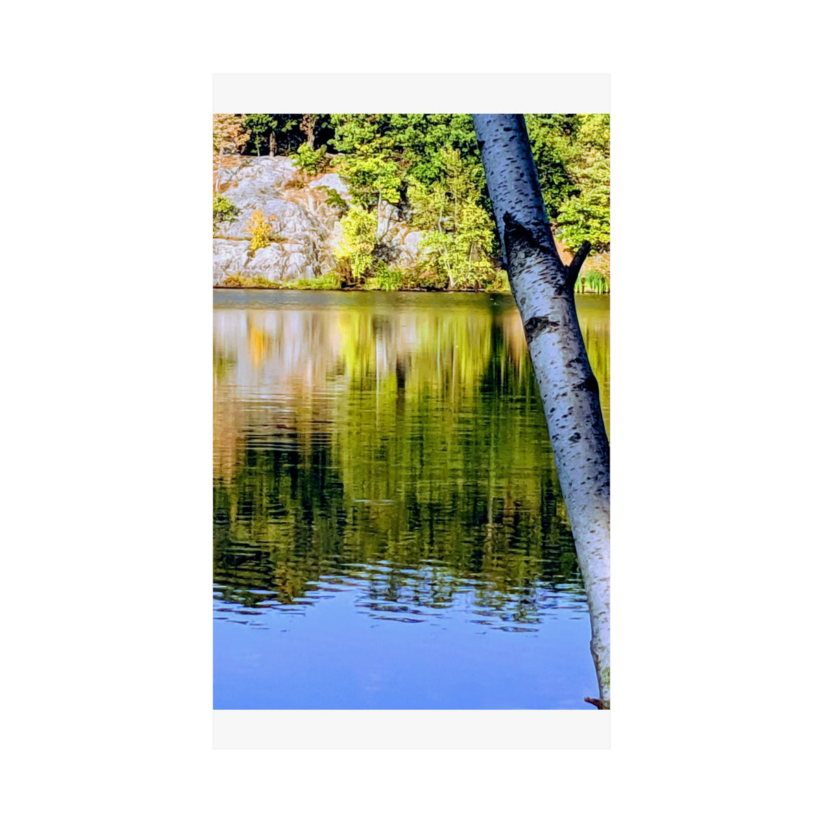 Birch Lake Reflection Matte Poster — Nature Photography Wall Art, Woodland Landscape Print, 46 Sizes